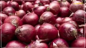 البصل الأحمر يسجل 8.5 جنيه.. أسعار البصل اليوم في سوق العبور | آخر مستجدات السوق
